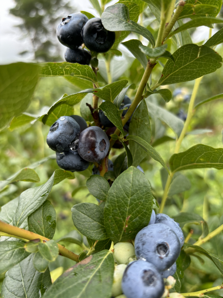 The Berry Patch Farm – U-pick family farm, family owned since 1974.