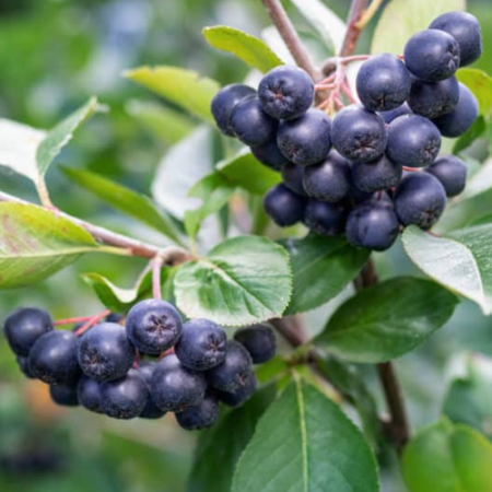 Aronia Berries