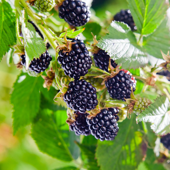 Blackberries