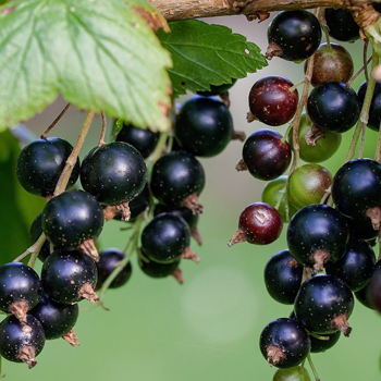 Currants - Black