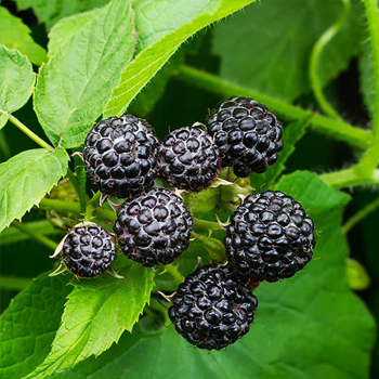 Raspberries - Black