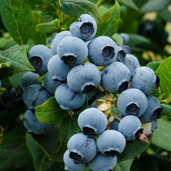 Blueberries