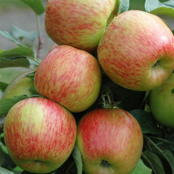 Braeburn