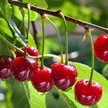 Cherries