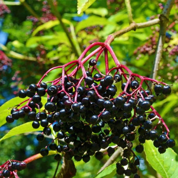 Elderberries