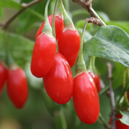 Goji Berries