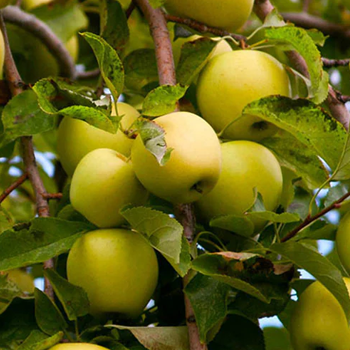 Golden Delicious