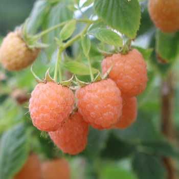 Raspberries - Gold