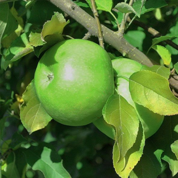 Granny Smith