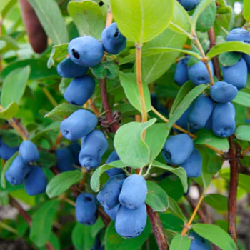 Honeyberries