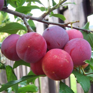 Plums