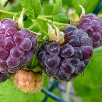 Raspberries - Purple