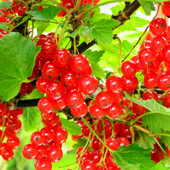 Currants - Red