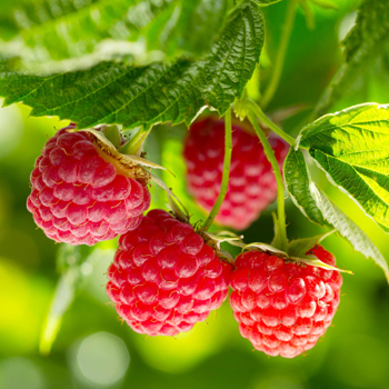 Raspberries - Red