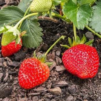 Strawberries