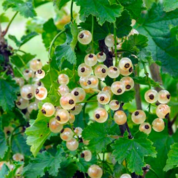 Currants - White