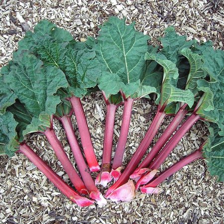 Rhubarb