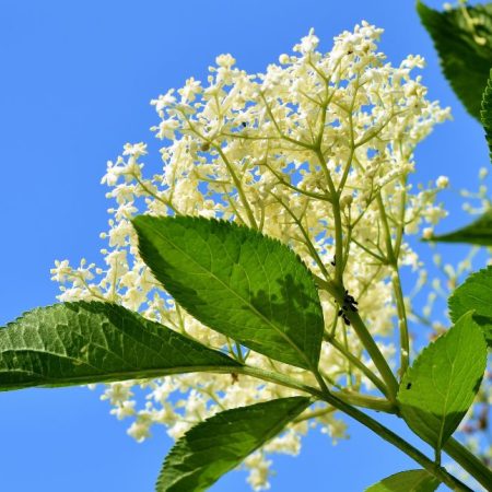 Elderflower