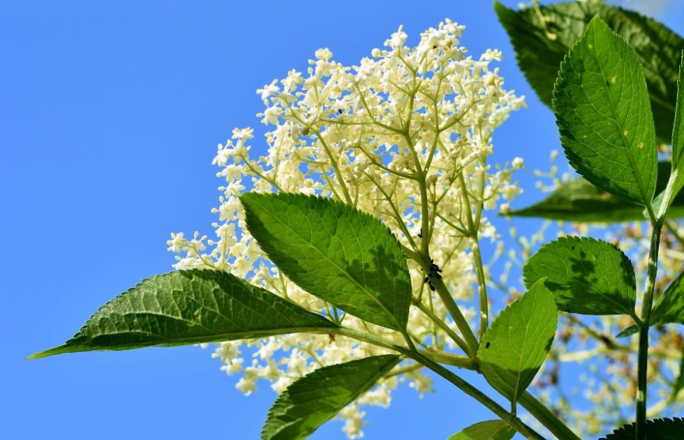 Elderflower