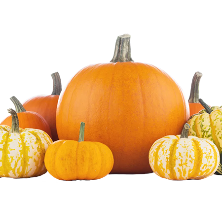 Pumpkins & Gourds