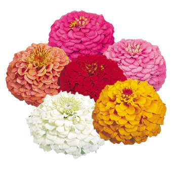 Zinnias