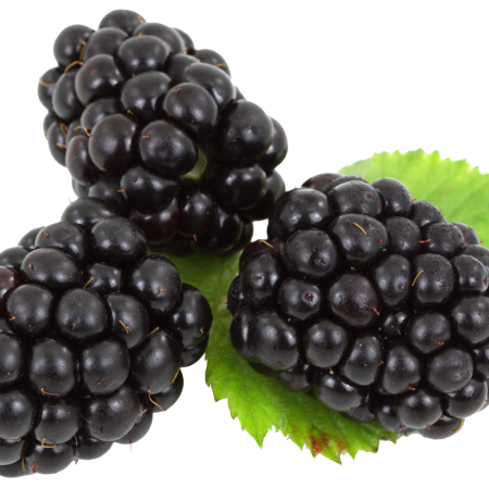 Blackberries