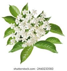 Elderflower