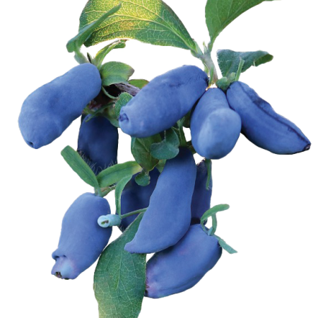 Honeyberries