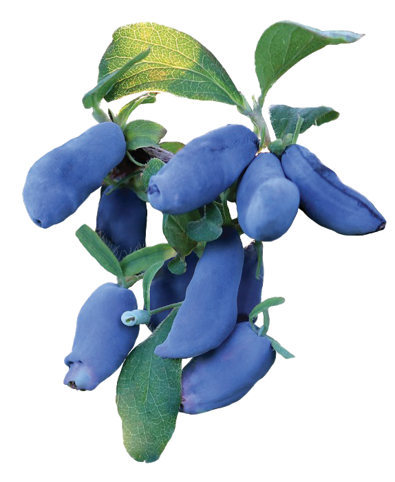 Honeyberries