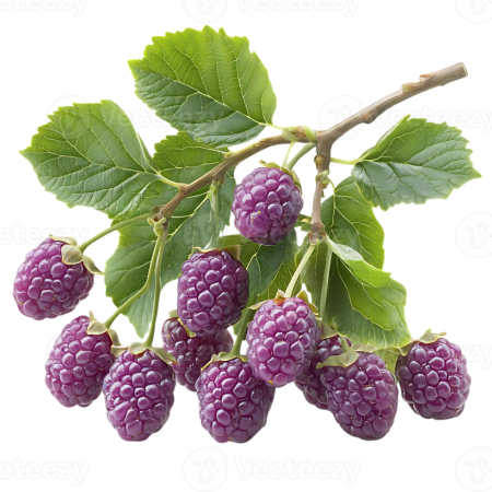 Raspberries - Purple