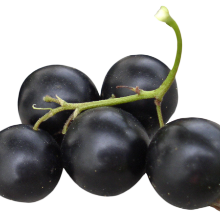 Currants - Black