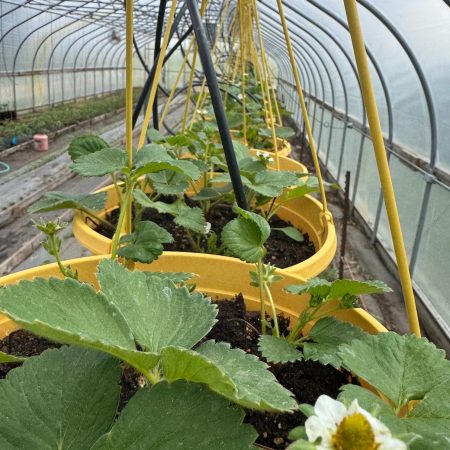 Strawberry Hanging Basket
