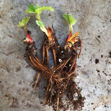 Bare Root Strawberry Plant