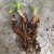 Bare Root Strawberry Plant