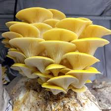 Mushrooms